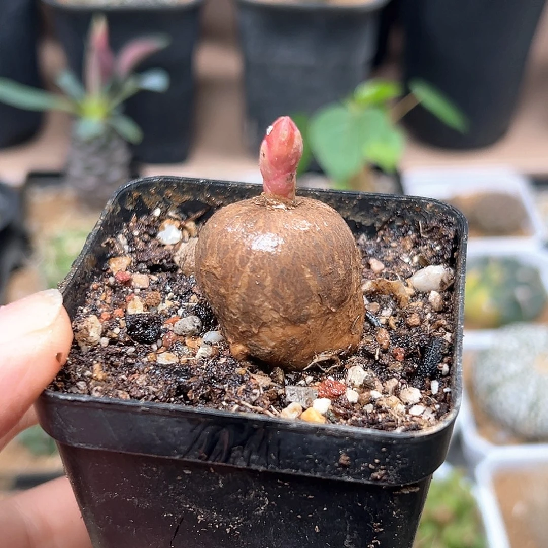 无花朵特价玫瑰大戟实生球一颗
