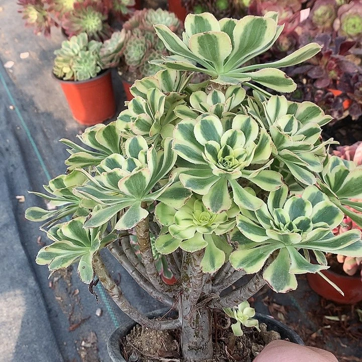 796保时节多肉植物