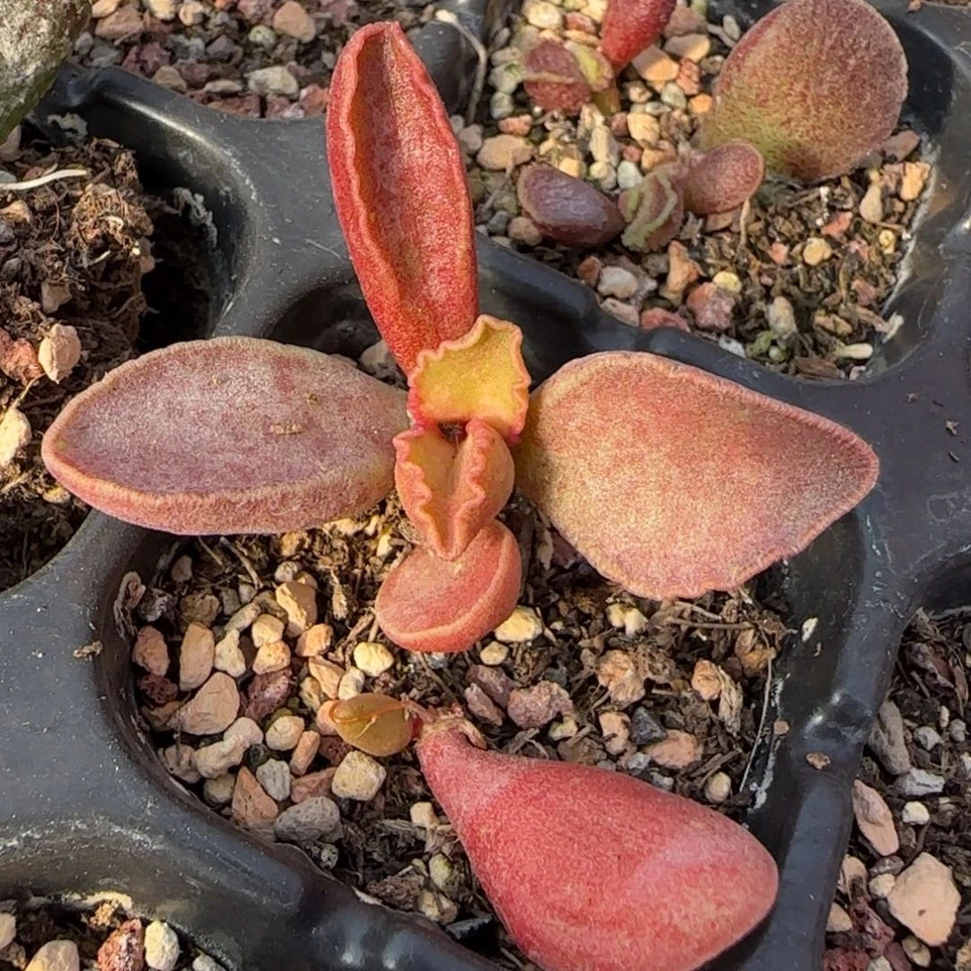 芒果水墨画水泡多肉