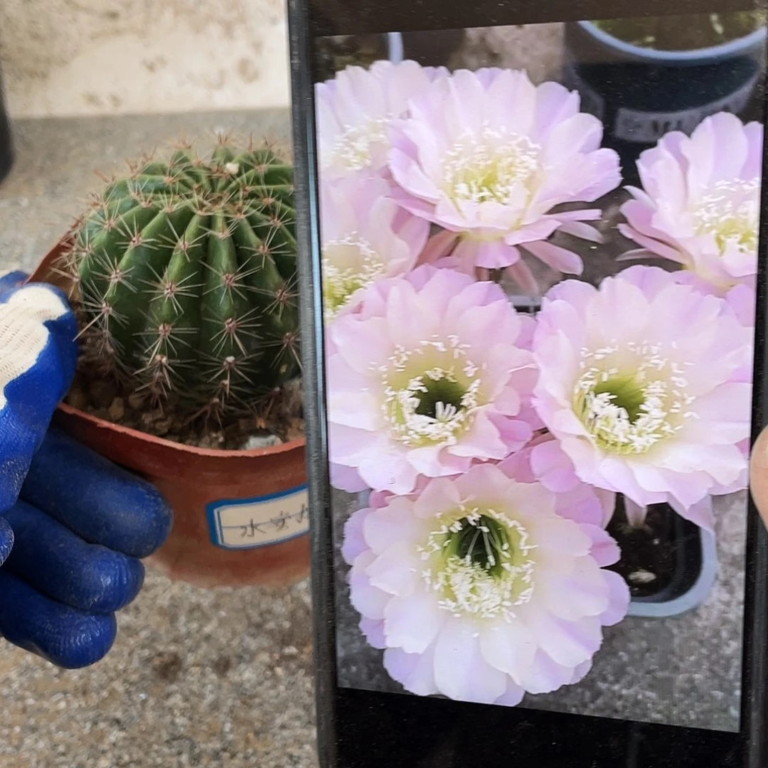 水蜜桃自根球6公分以上满18包邮