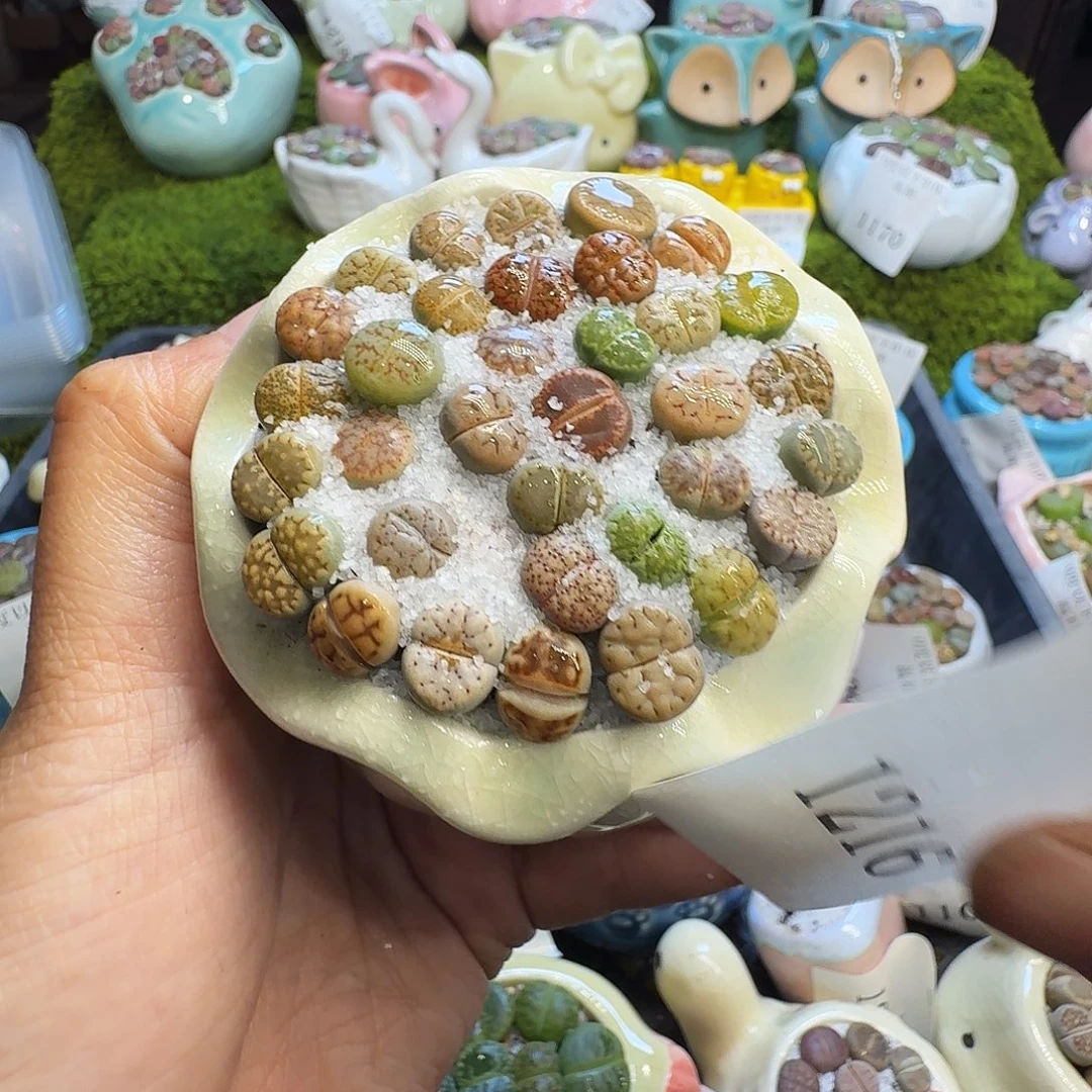 多肉植物福利冲1216