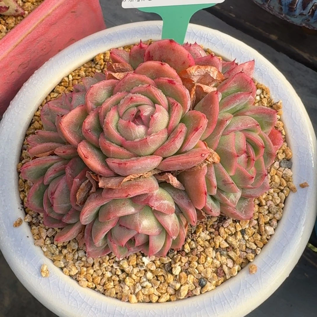 从前慢花园多肉编号1206.52