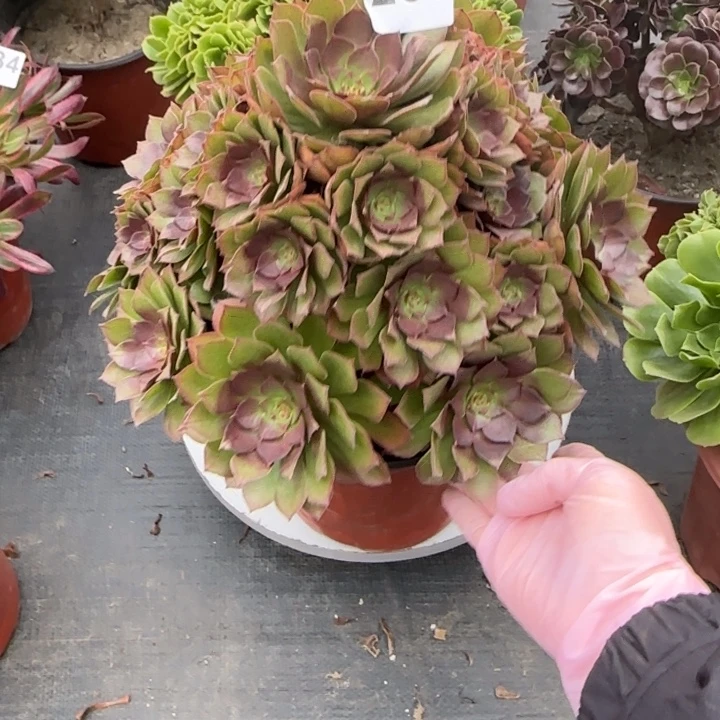 多肉植物桃花石250