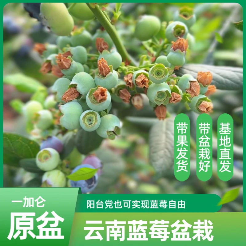 【一物一拍3-4】云南蓝莓树果苗带果适合南北方蓝莓盆栽一号树苗
