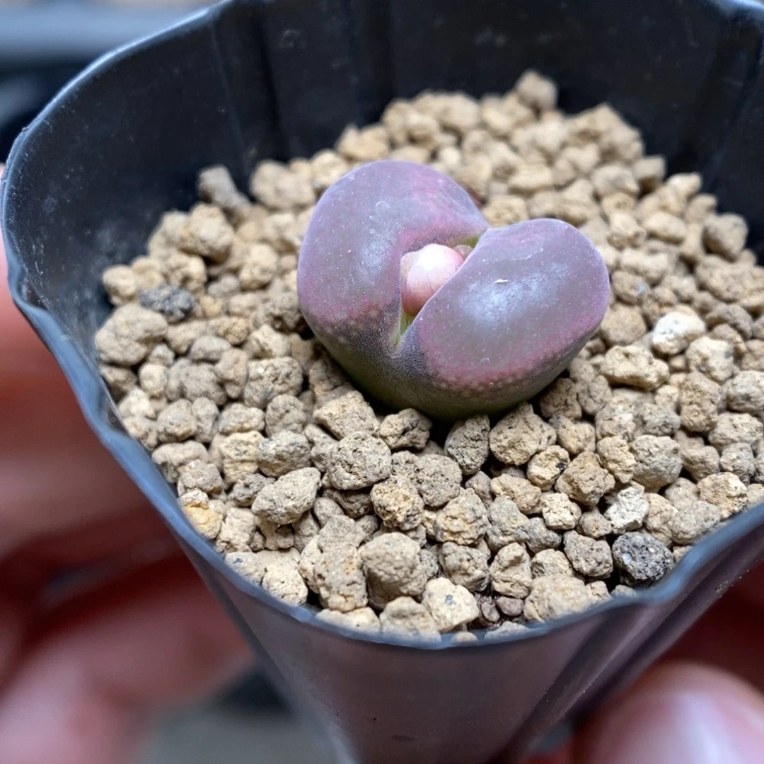 多肉植物肉锥杂交K-3607 风毛