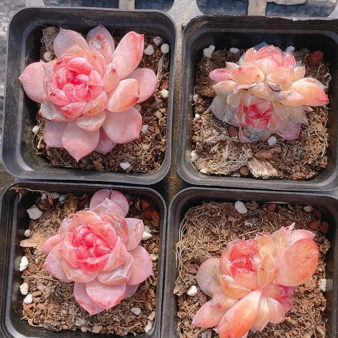 珍妮2号盆一个满25包邮