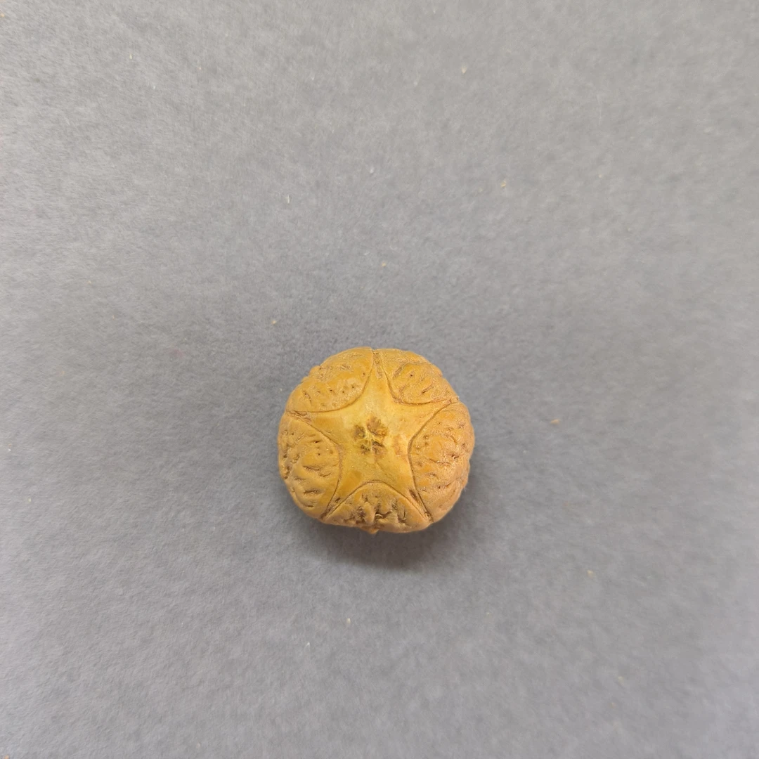 【WF521049】直径21mm厚15mm五星单颗尼泊尔凤眼菩提