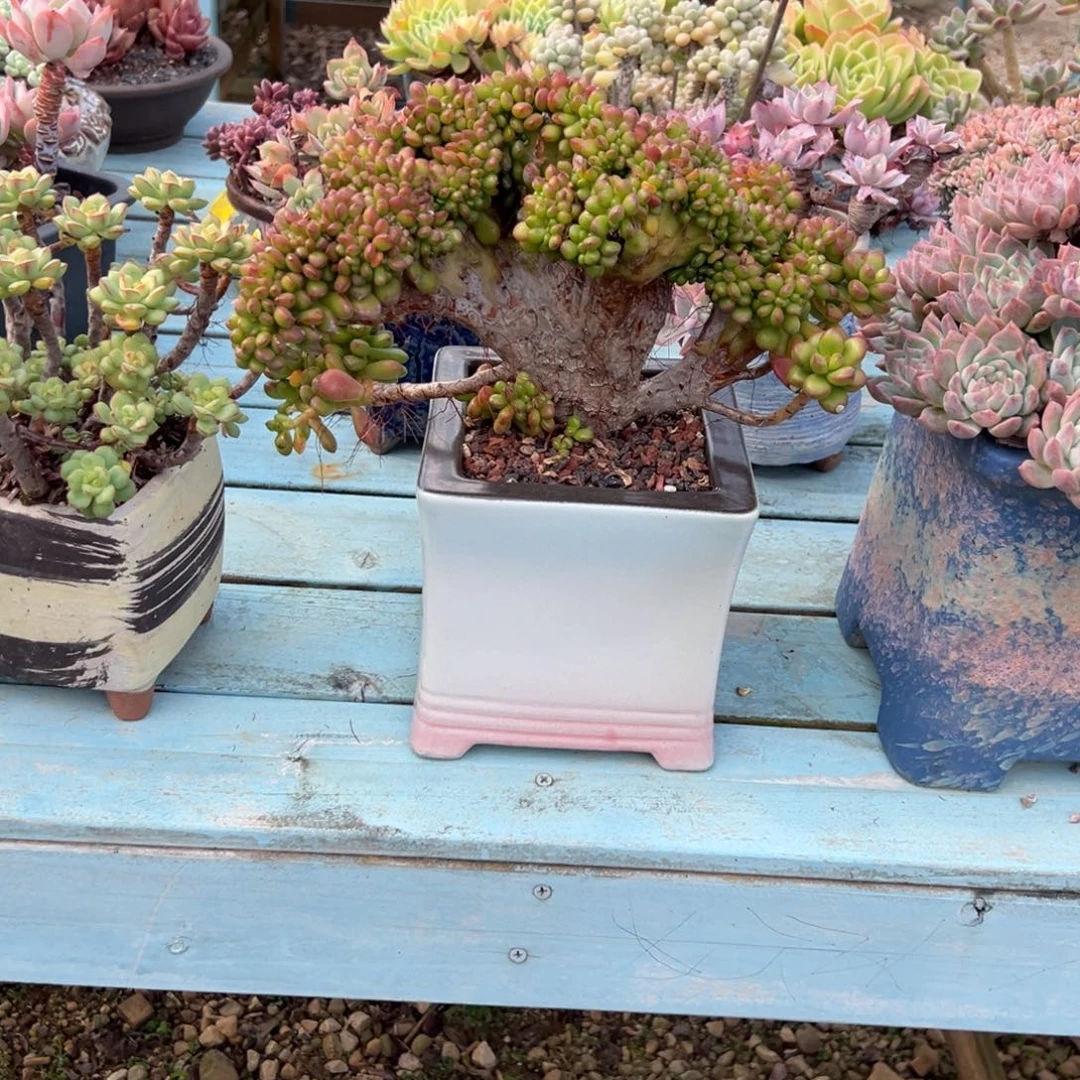 心***灵松绿缀带盆多肉植物不包物流