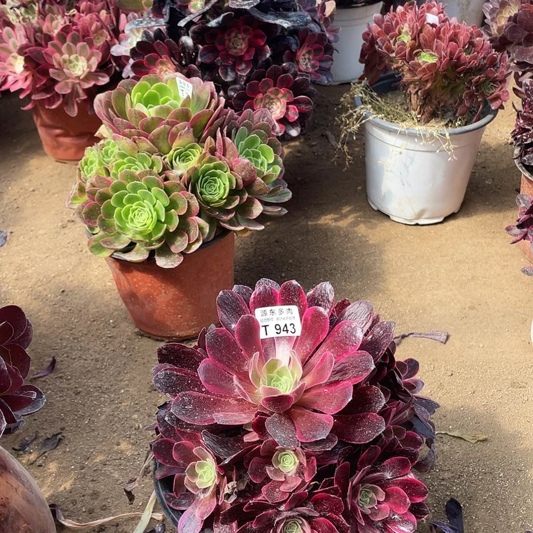 943美杜莎多肉法师断枝不包