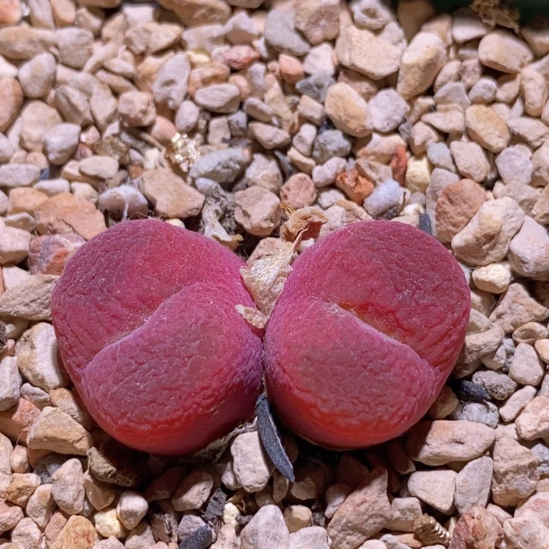 一颗福利的桃子开播福利