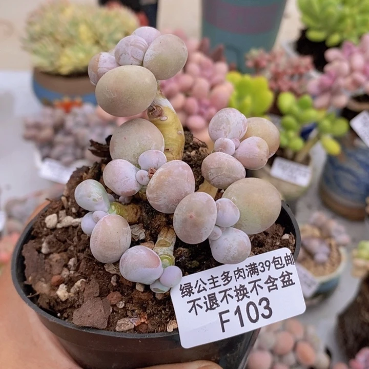 芭比奶洛6cm103多肉植物