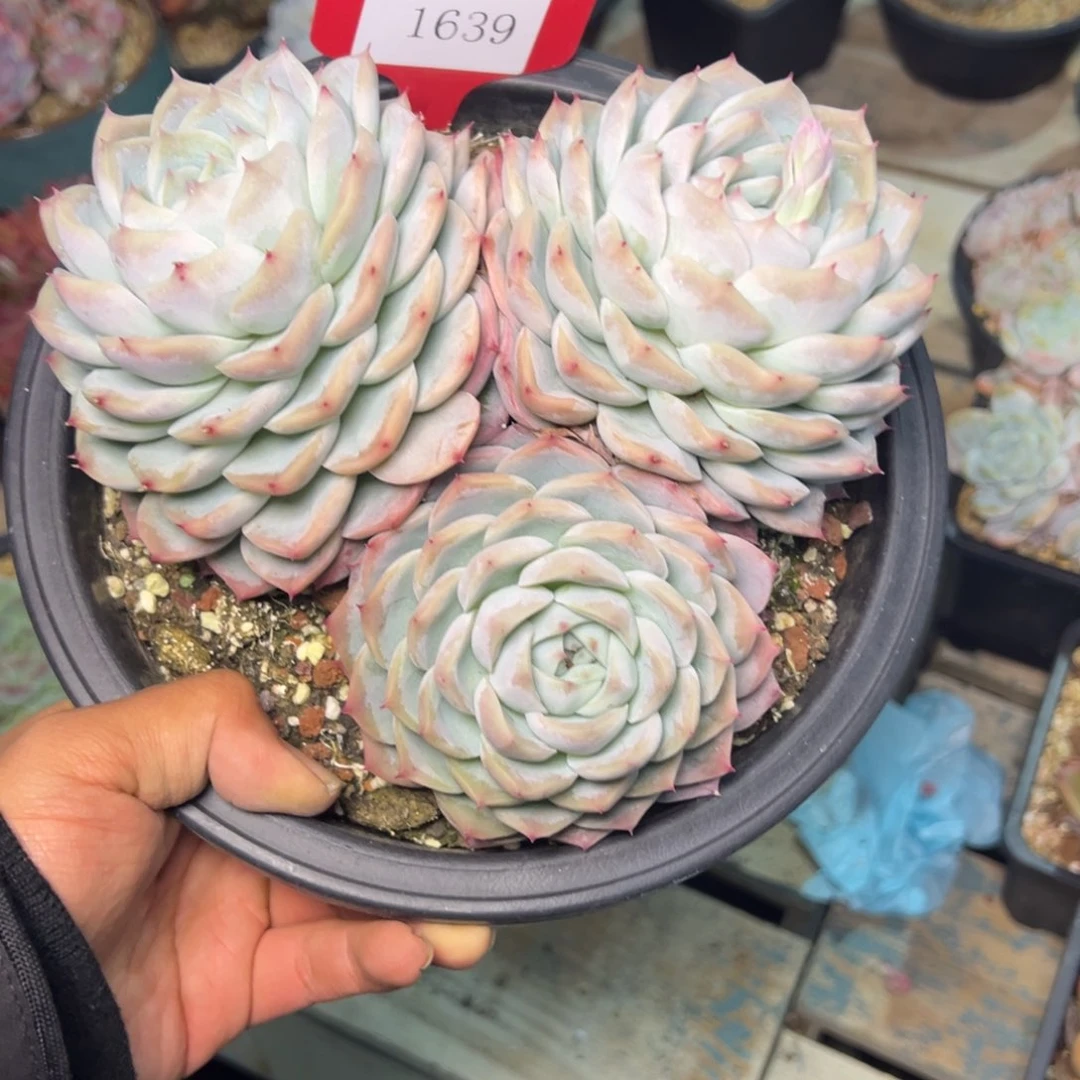 ?****?1639多肉多的的的的