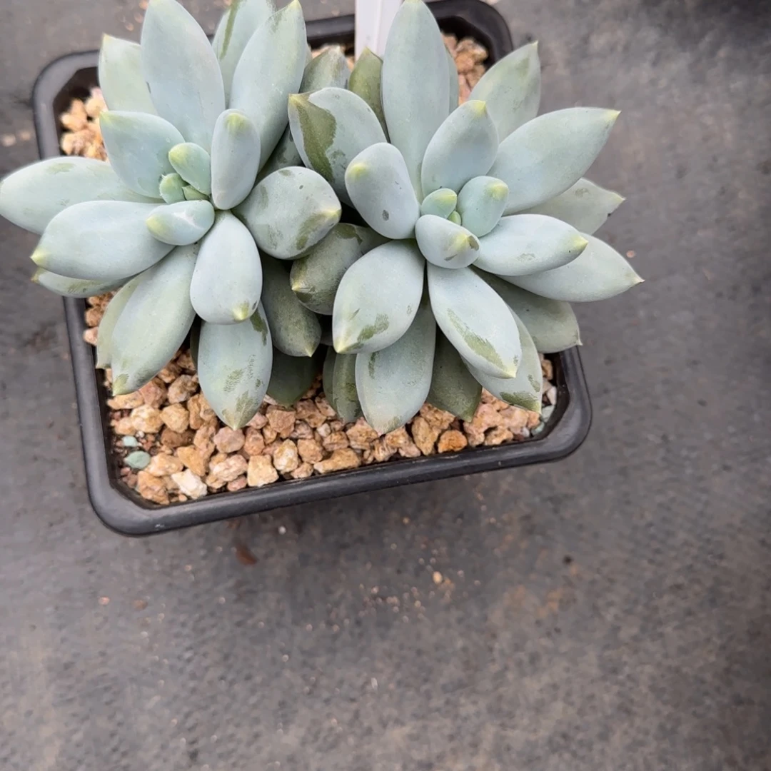 ****麻一物一拍精控黄胖体哥特73