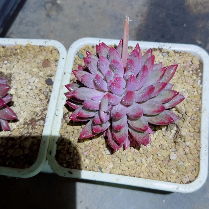 精品多肉植物老桩