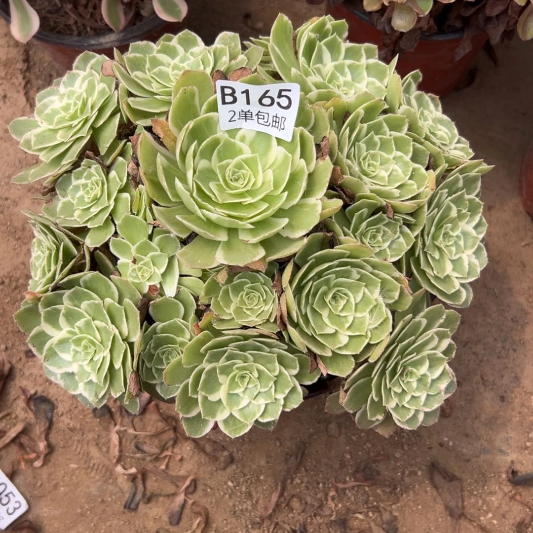 165多肉  水蜜桃