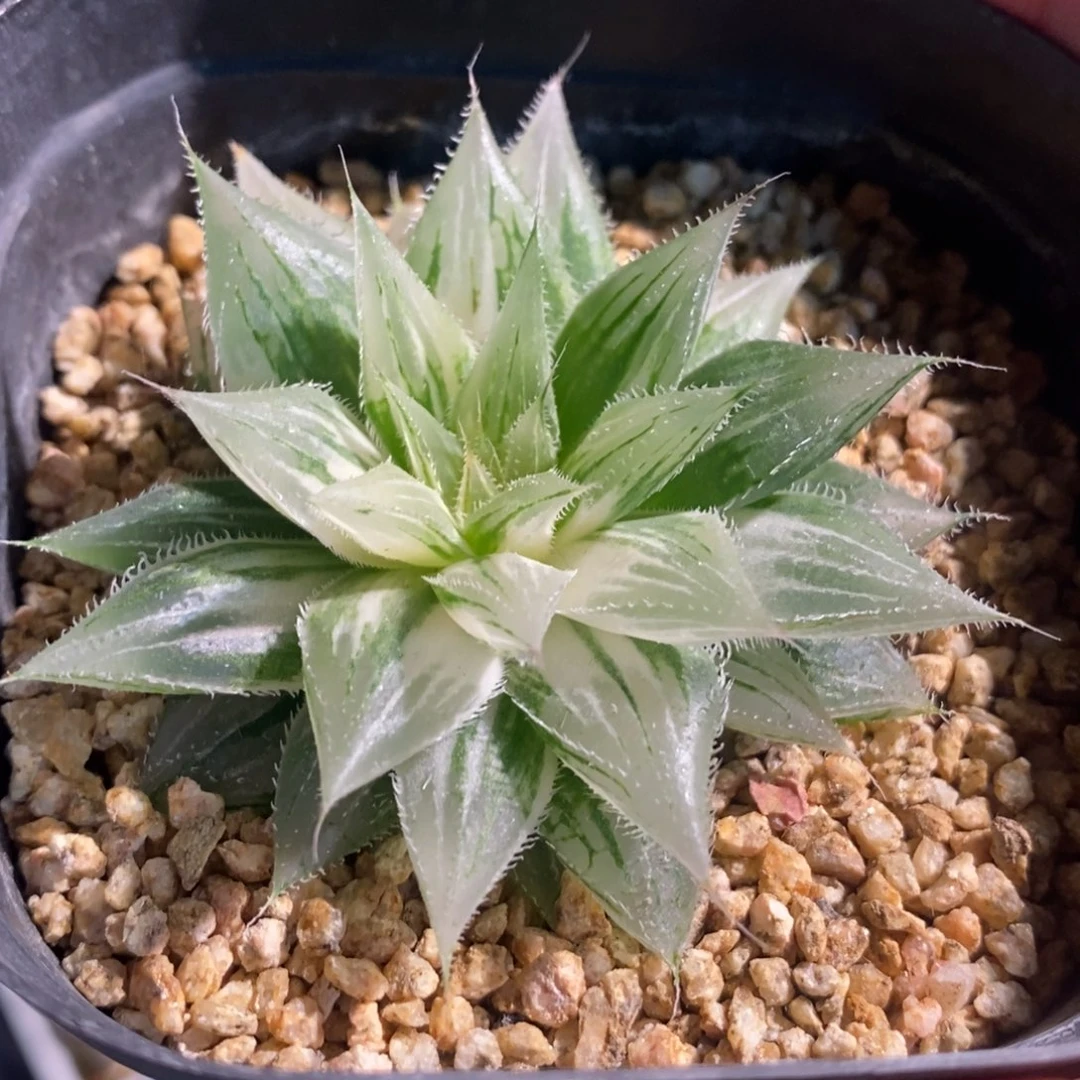 一颗实生原始玉露锦。 开播福利