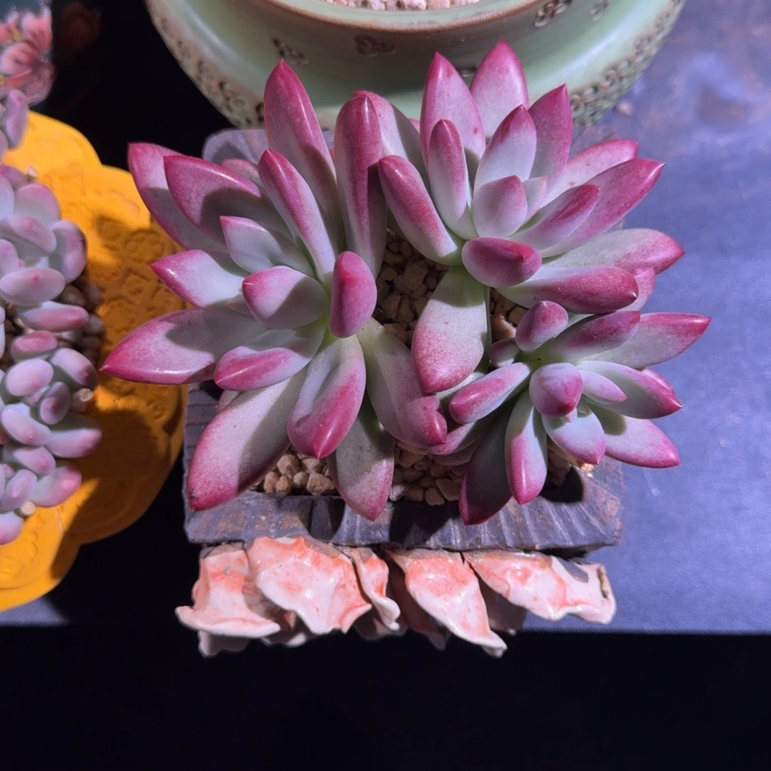 赫本露丝 3头 一物一拍