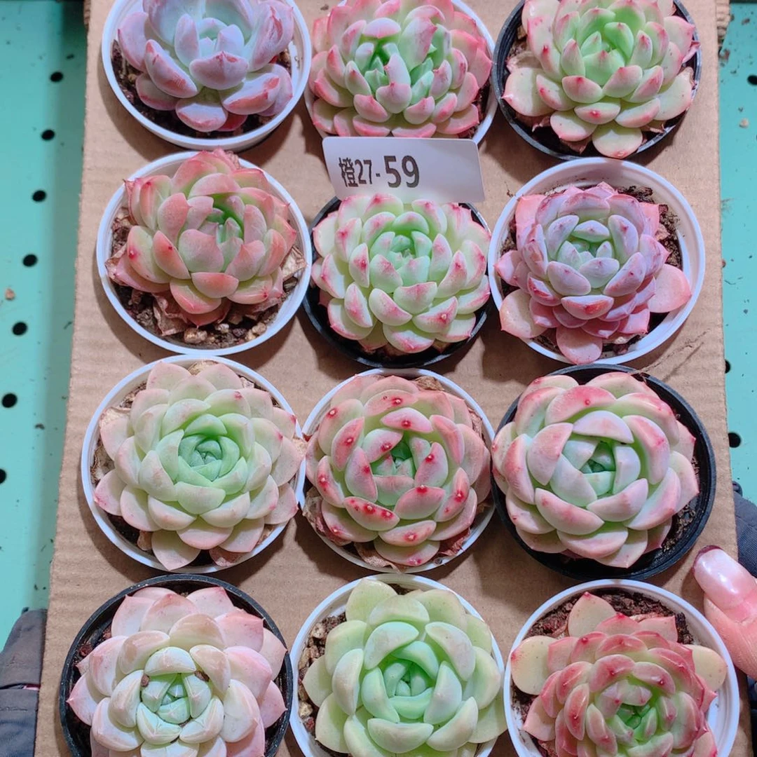 27-59一物一拍带盆18颗