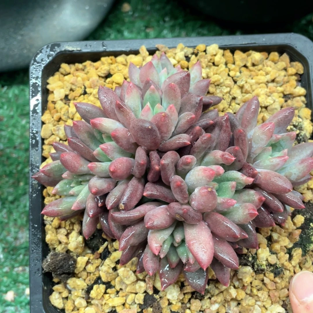 水晶球一物一拍28包邮非偏远