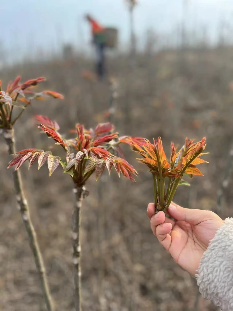 （京东快递包邮）2025山东潍坊露天头茬鲜香椿嫩芽