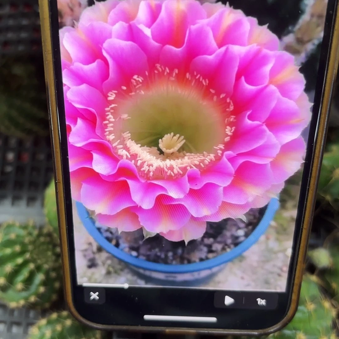 彼岸彩侧牙20包邮22