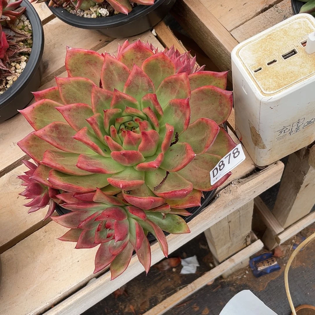 若如东云组拍D878