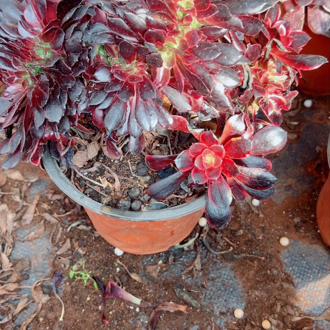 我1278 号多肉法师新年特价