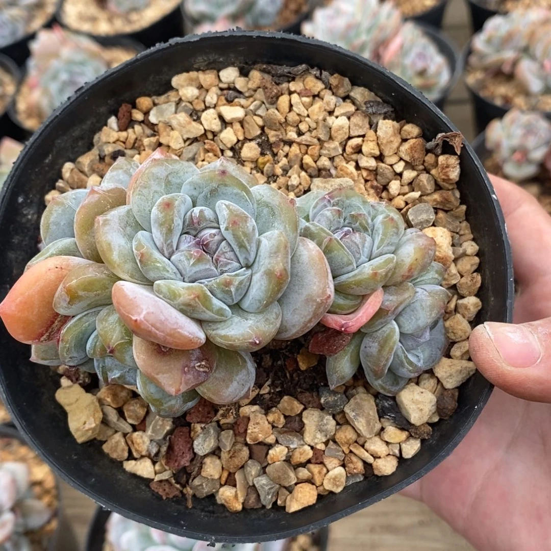 五头绿底紫心小肥肥