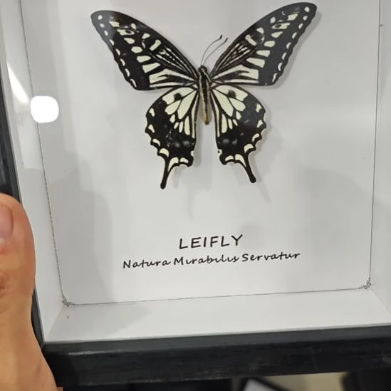 方框白底柑橘凤蝶