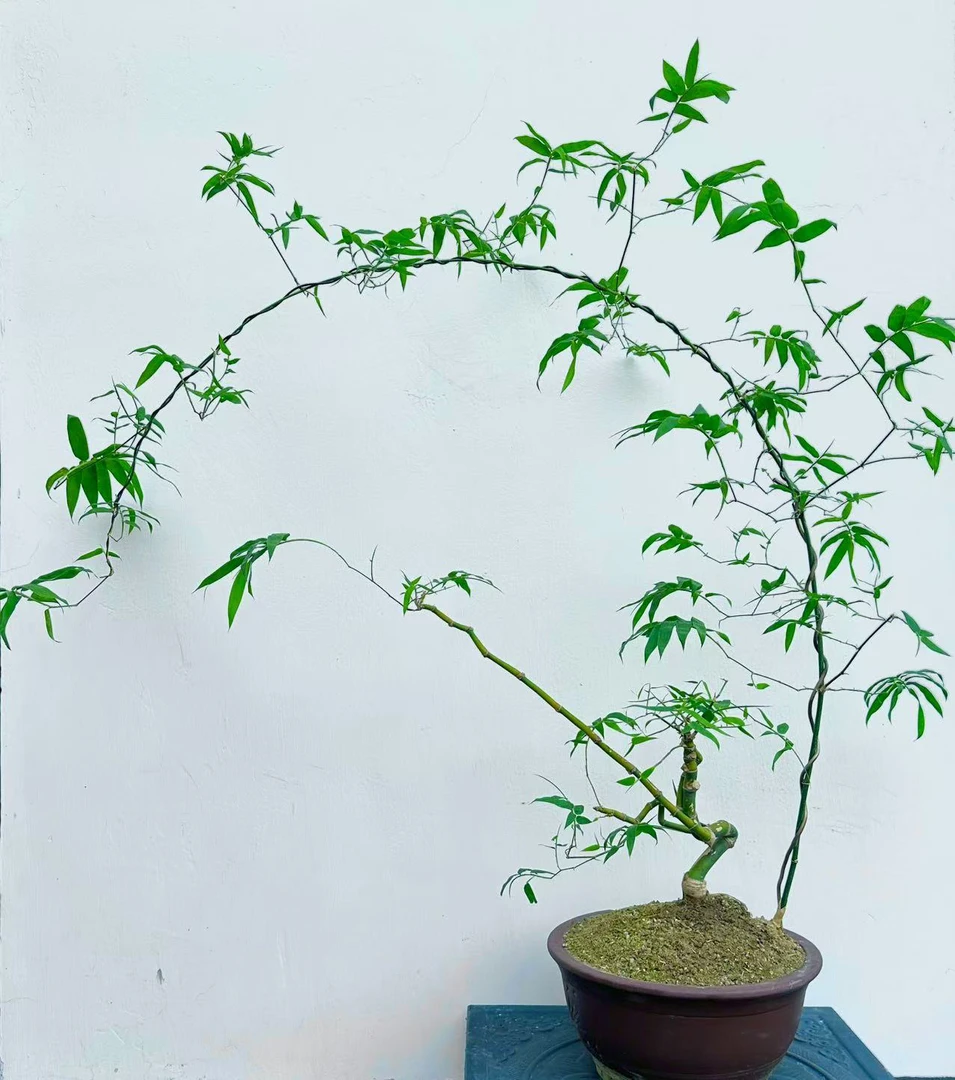 小叶簕竹盆景盆栽佛手弯杆怪桩宝塔生桩单飘茶台下山盆景素材