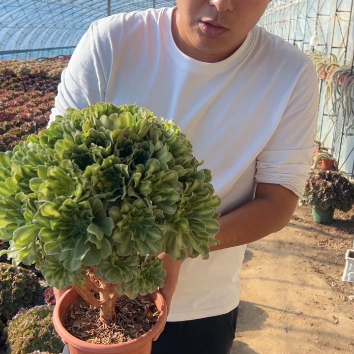 28.8翡翠琉璃一颗