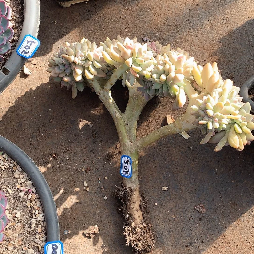 507淡雪缀 一物一拍多肉