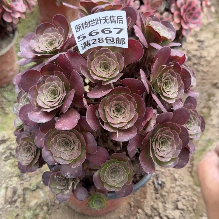 5667二号棚魅金玫瑰丛林C