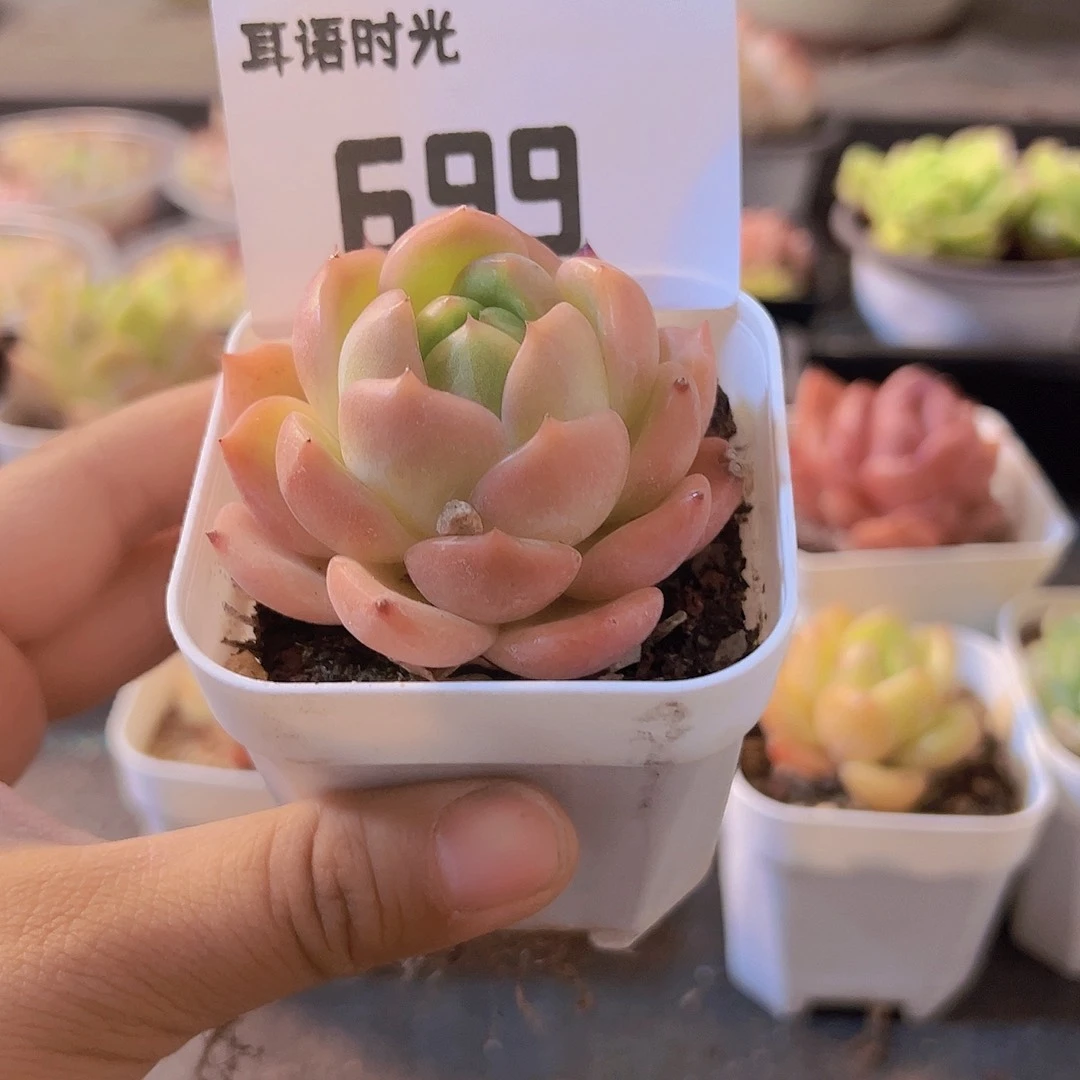 699，带盆带土发货