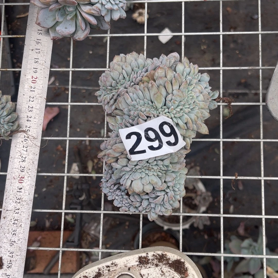 真***299高微瑕1455888999