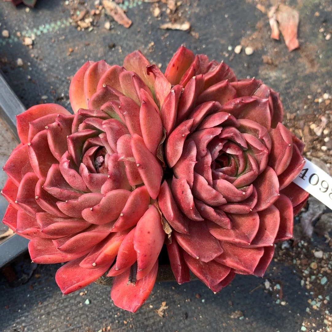 4098杂交精品基地14厘米