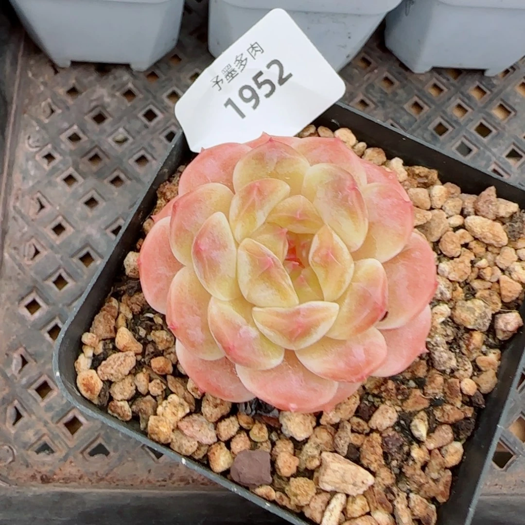 甜橙冰魄，1952多肉植物