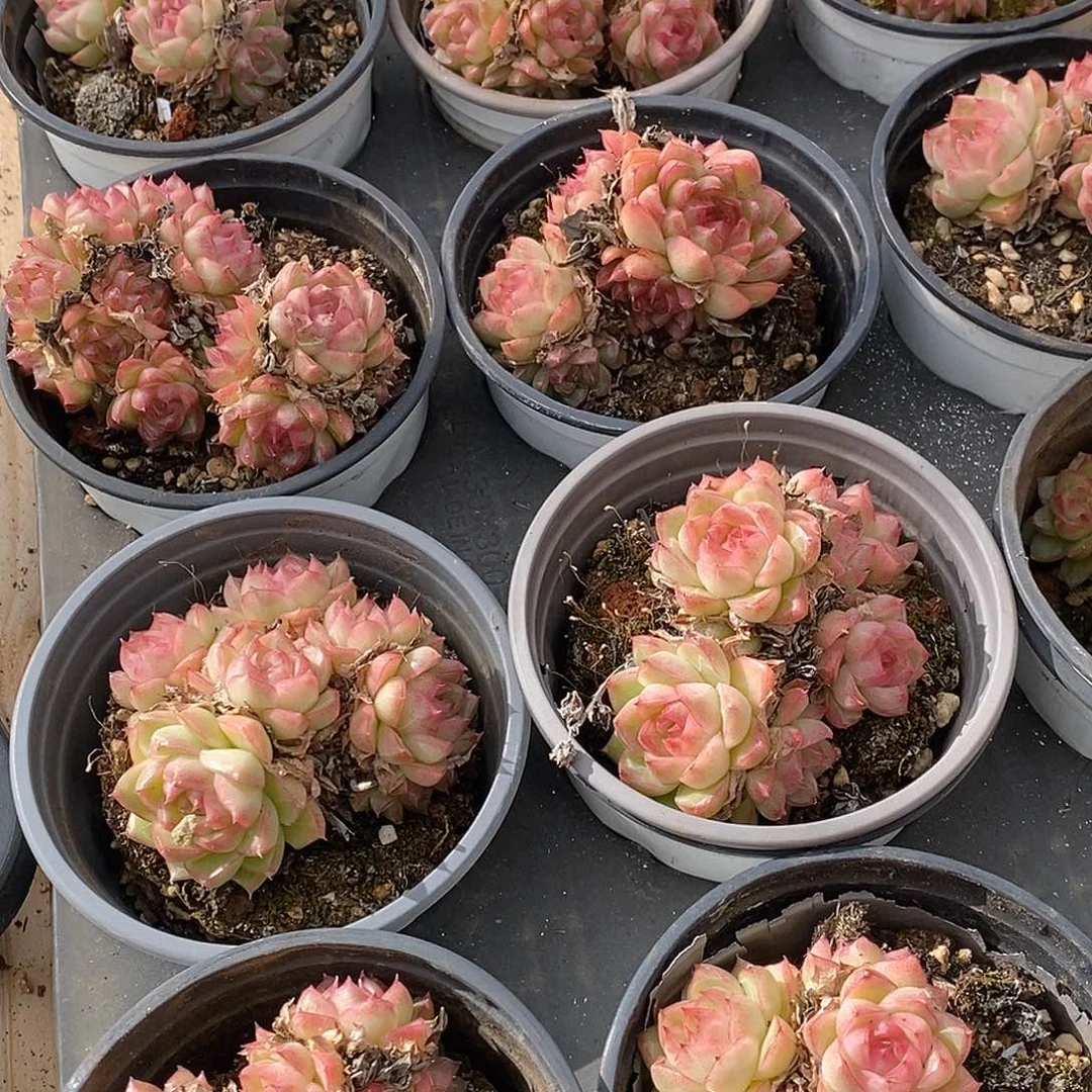 30红女王群，多肉植物