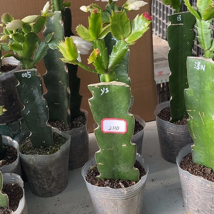 爱****当前无花朵，栽培后可花朵雅思