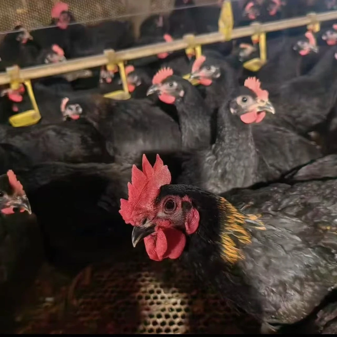 【3只】黑凤鸡单只3斤左右可做宠物鸡d