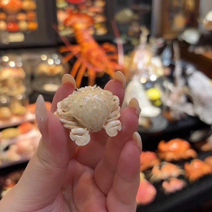 真实迷你黎明蟹标本