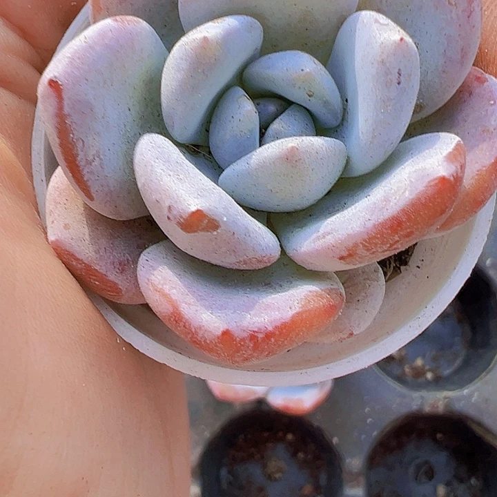 5厘米盆雪茶19包邮