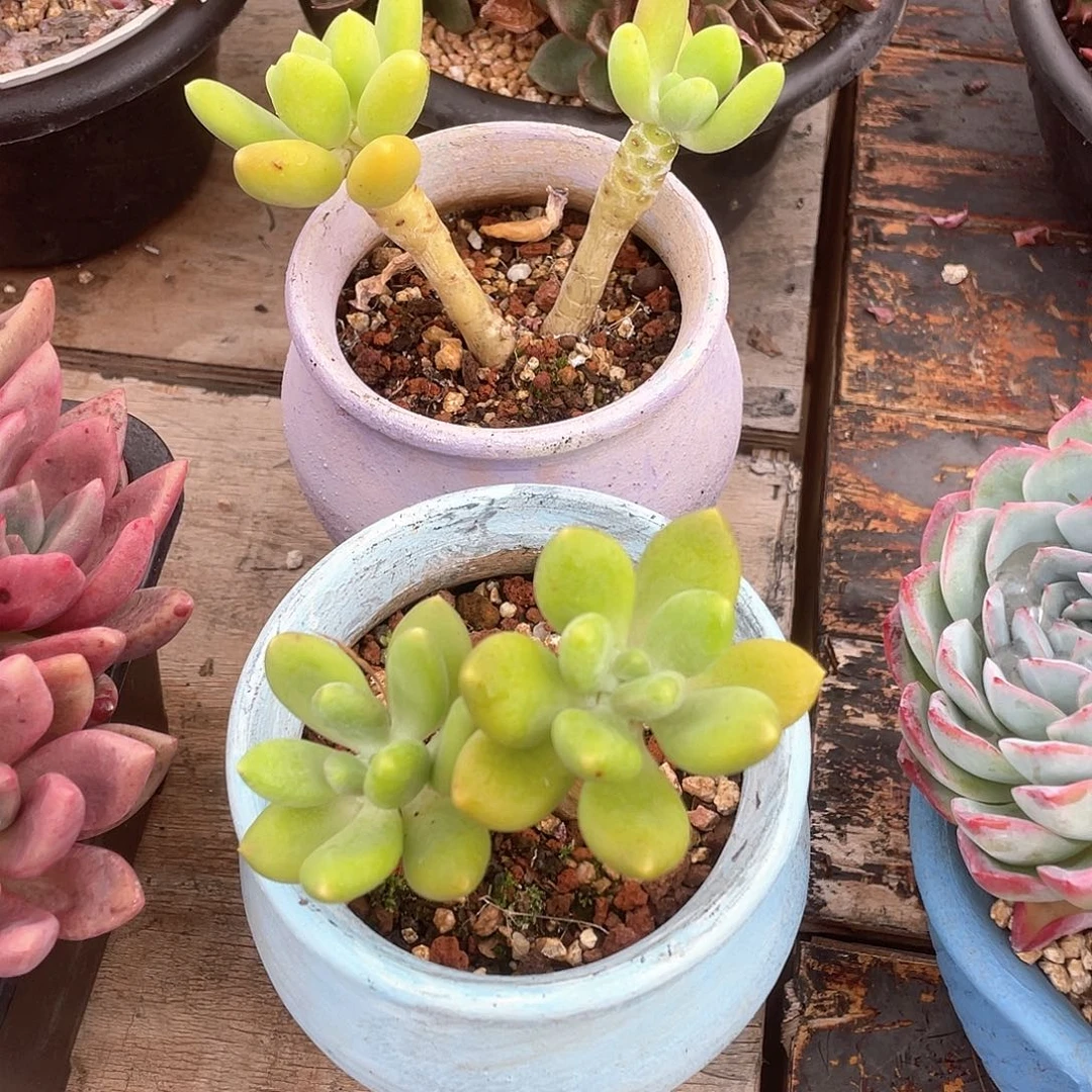 多肉植物一物一拍