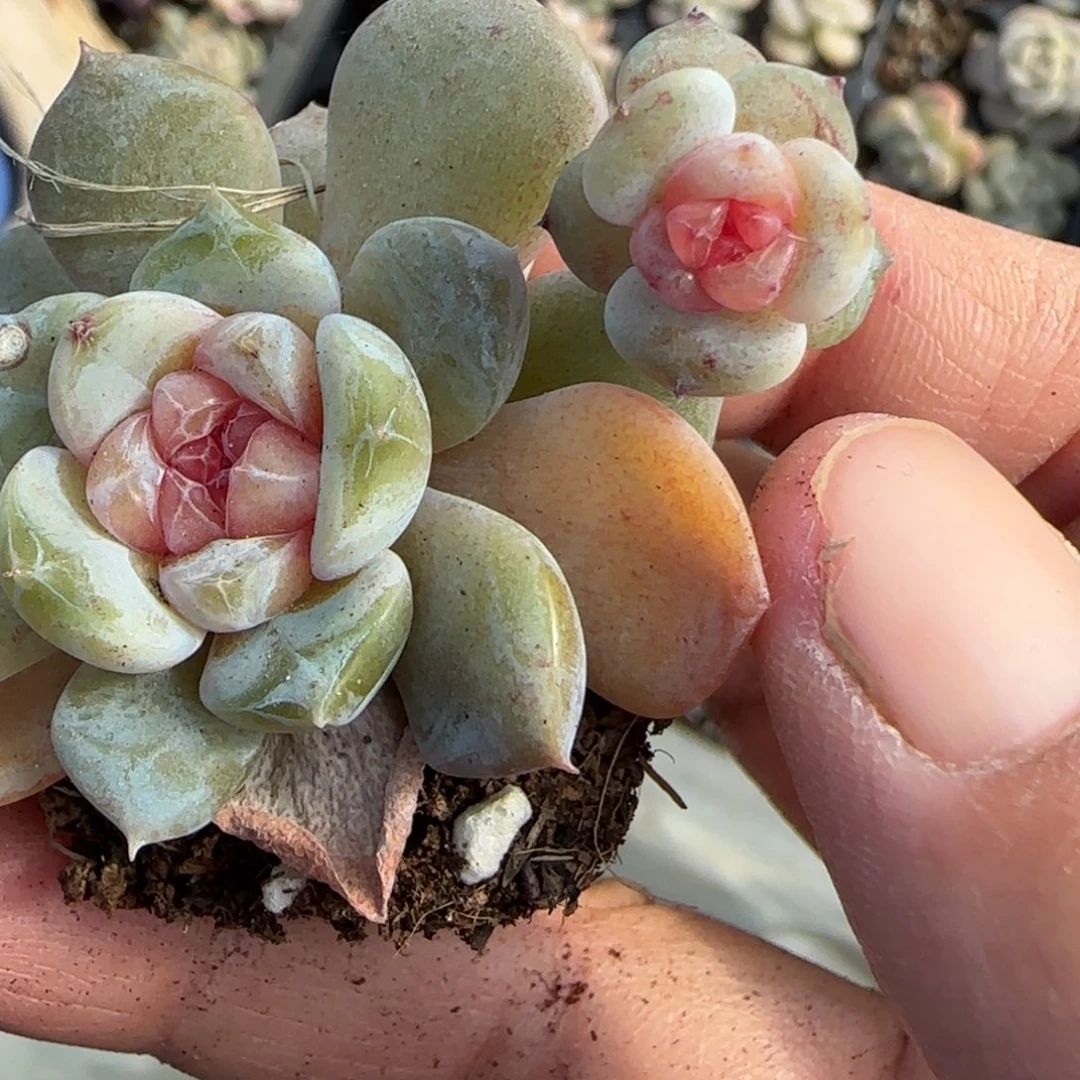 小卡拉米糖心一物一拍