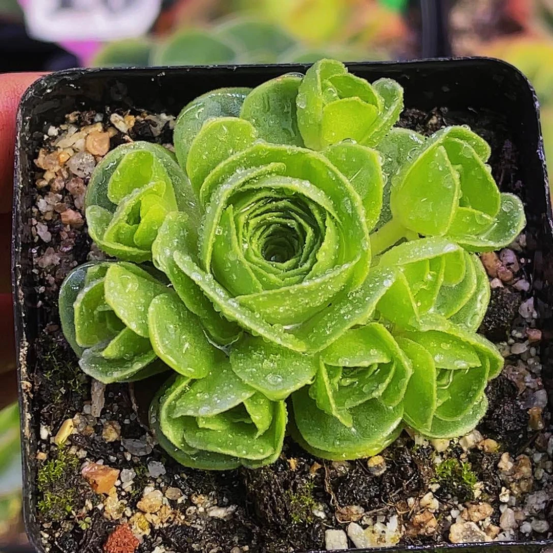 阿森纳新品 非偏远包邮 多肉