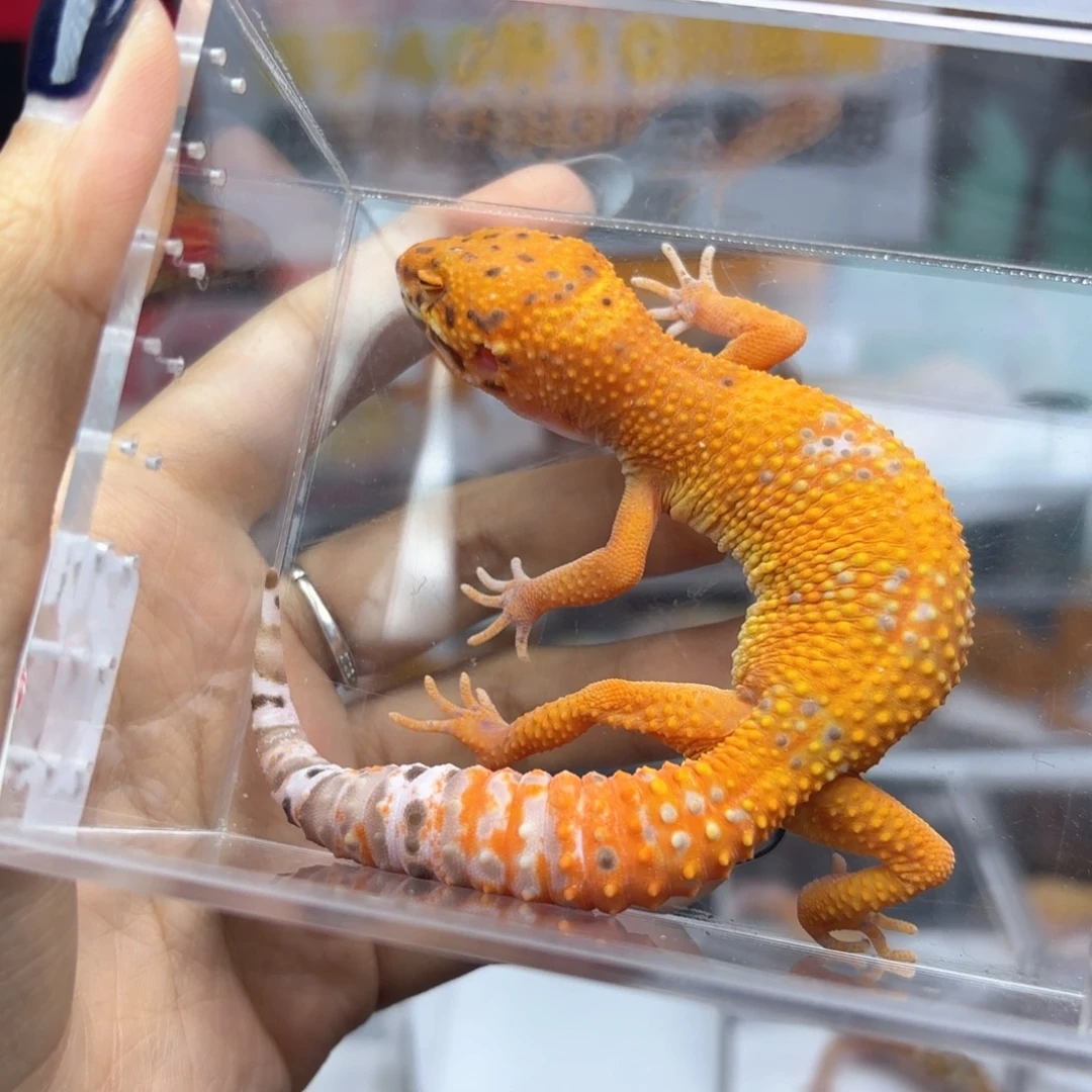 豹纹守宫超级橘白P92