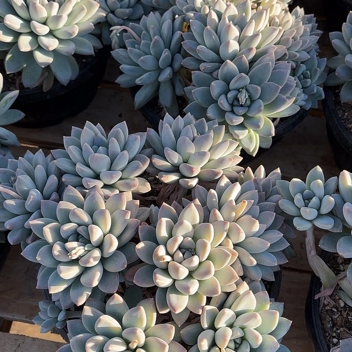 宽叶奶糖群生老桩精品多肉