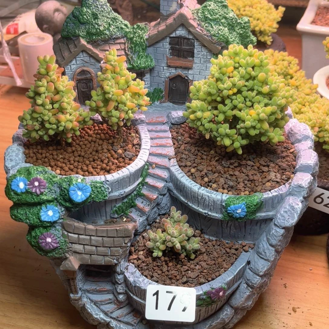 179盆景组合可爱多肉植物