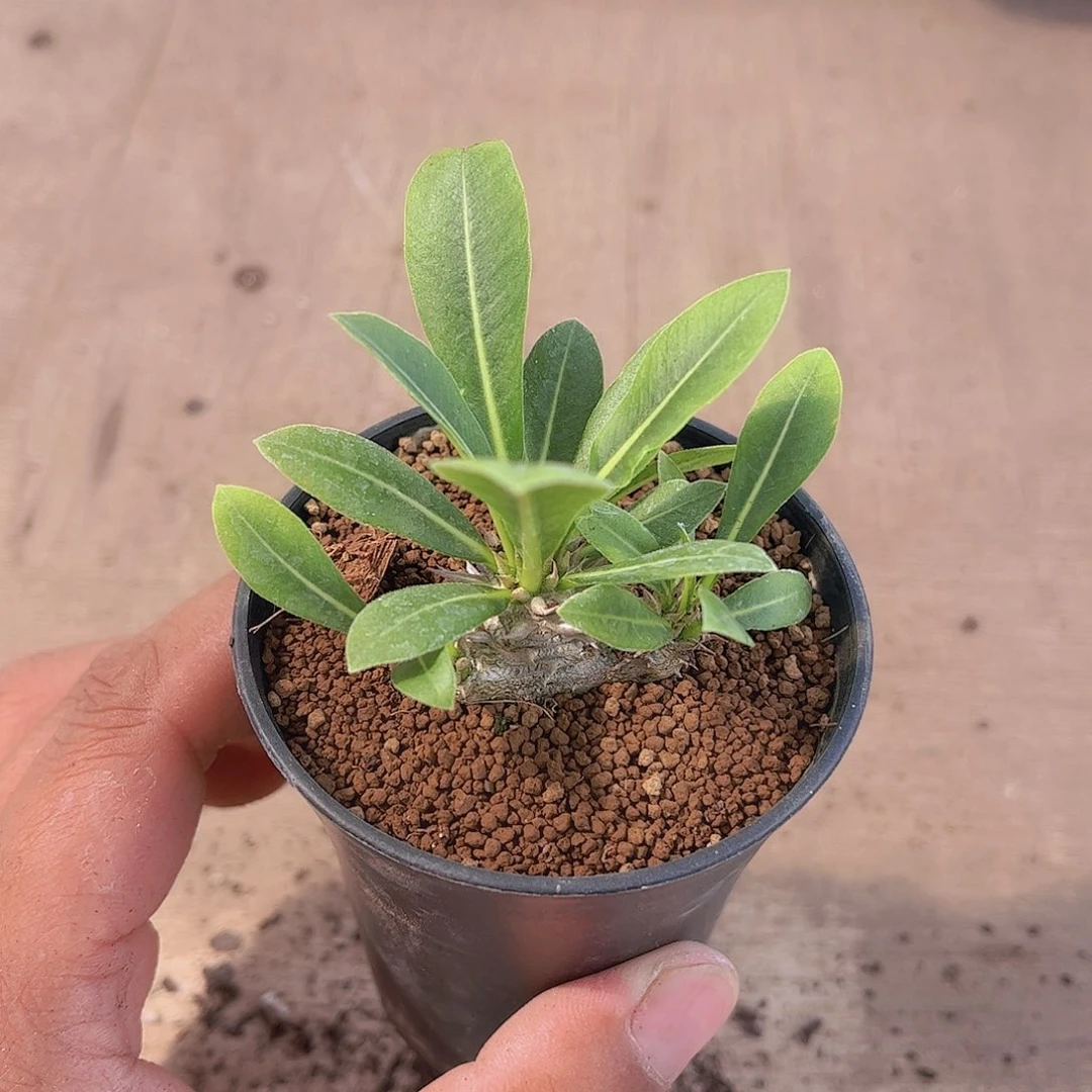 惠比大黑。块根植物