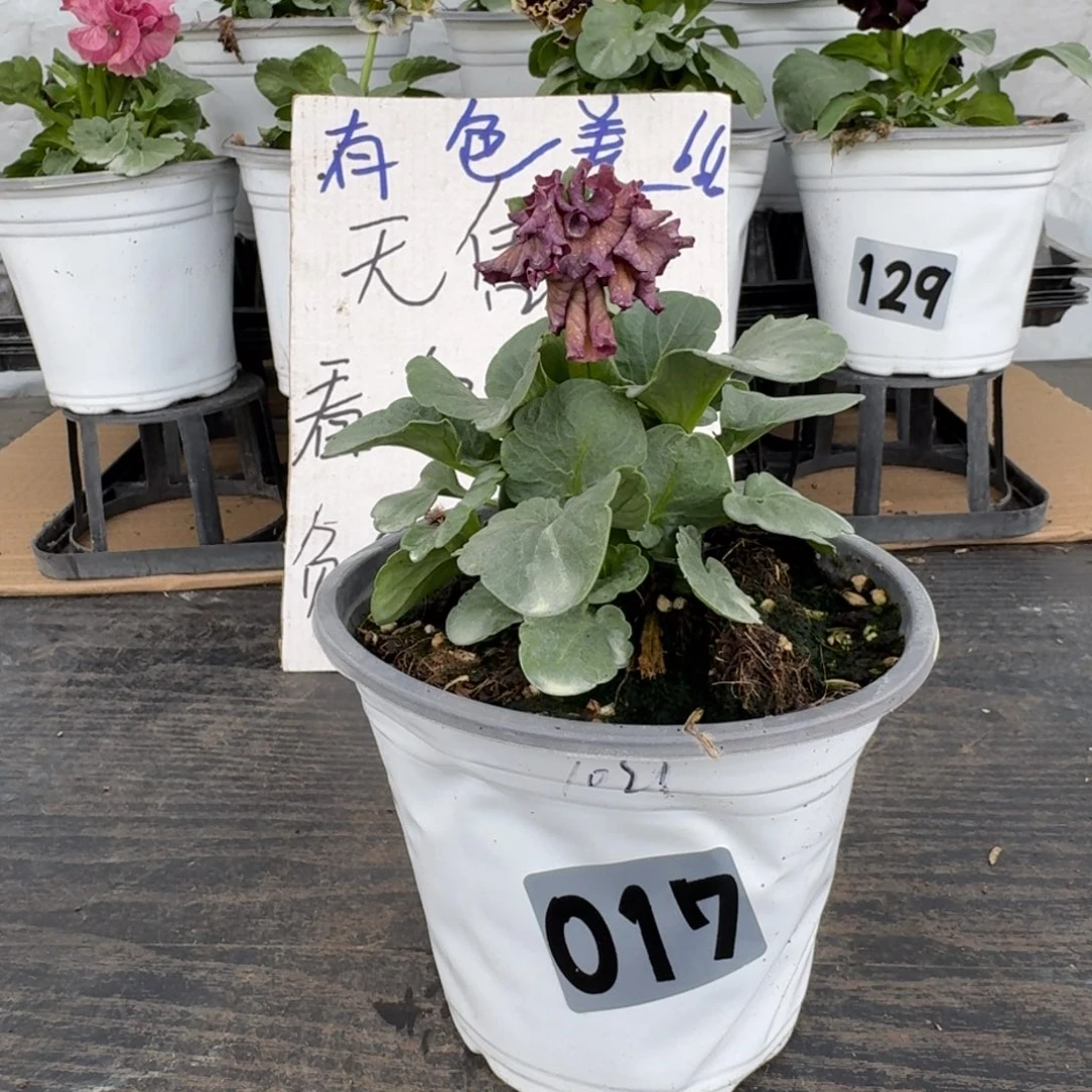 全部花朵017号1021